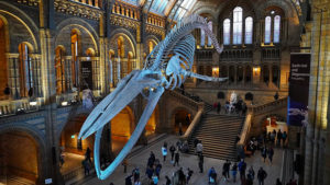 Voyages scolaires Londres visite du musée d'Histoire Naturelle