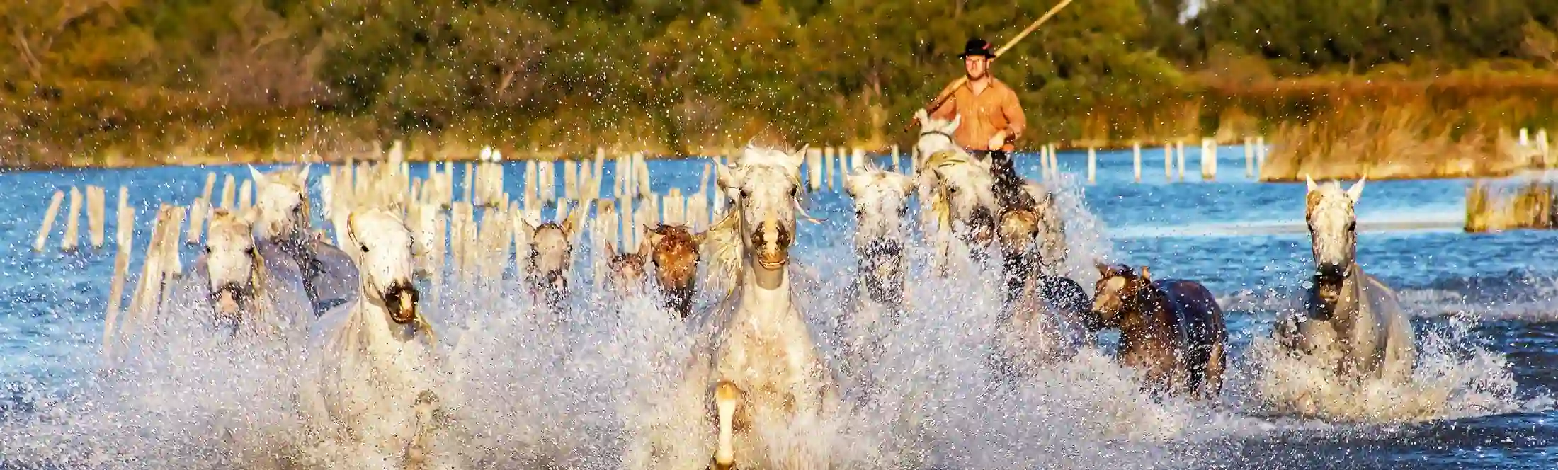 Chevaux de camargue - voyage scolaire en Camargue