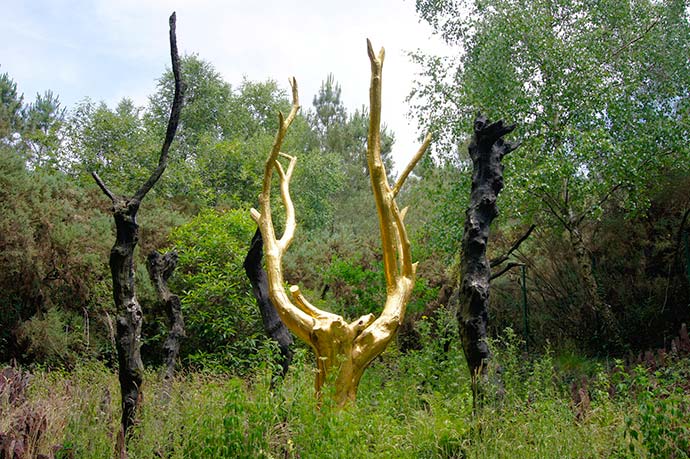 arbre magique Broceliande Bretagne
