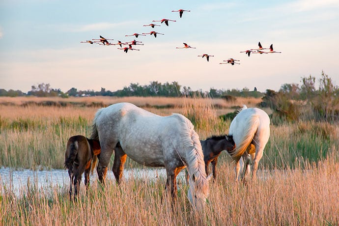 Camargue et garrigue