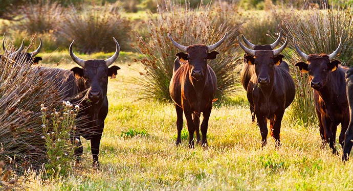 Manade de taureaux en Camargue