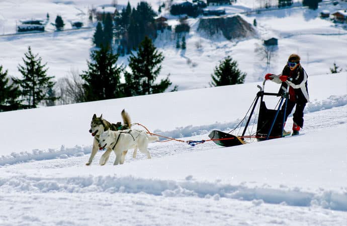 Image activité-chien-traineau Classe de découverte Côté Découvertes