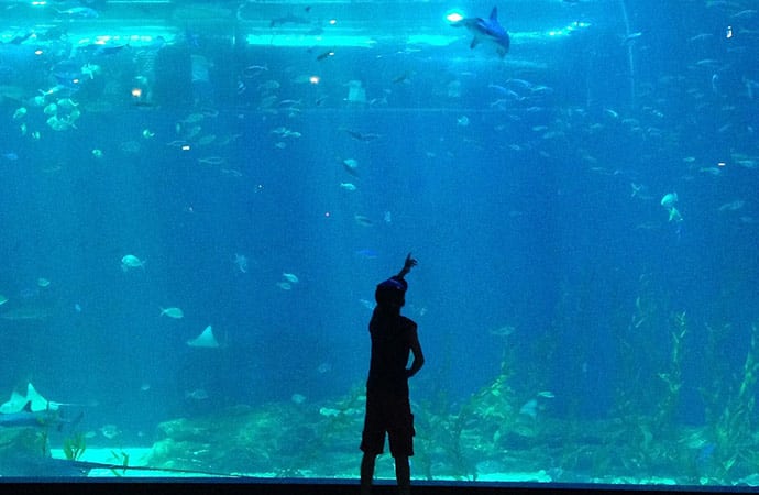 Elèves visitent aquarium la rochelle classe de mer