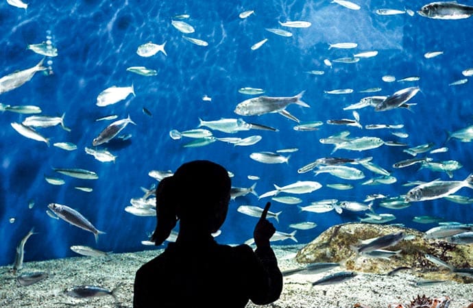 Image aquarium-st-malo Classe de découverte Côté Découvertes