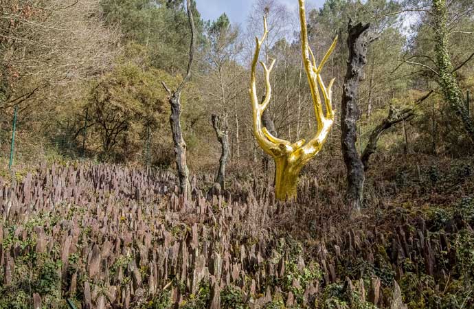 Image arbre-magique Contes et légendes Bretagne Classe de découverte Côté Découvertes