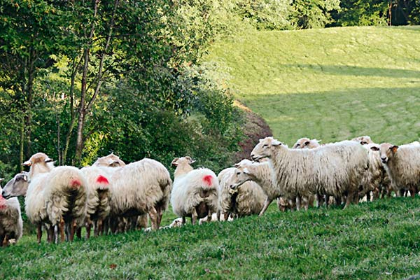 troupeau brebis pays-basque nature