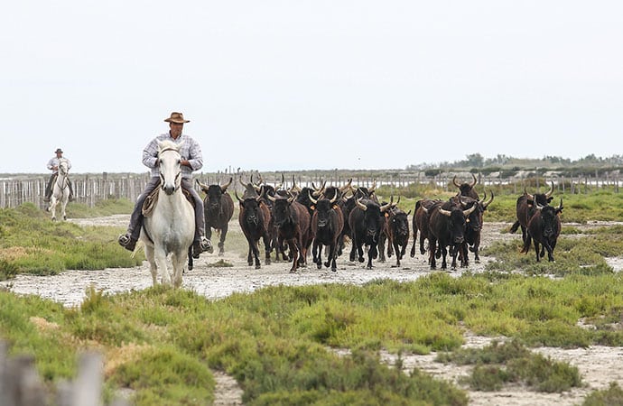 paysage camargue chevaux faune sauvage