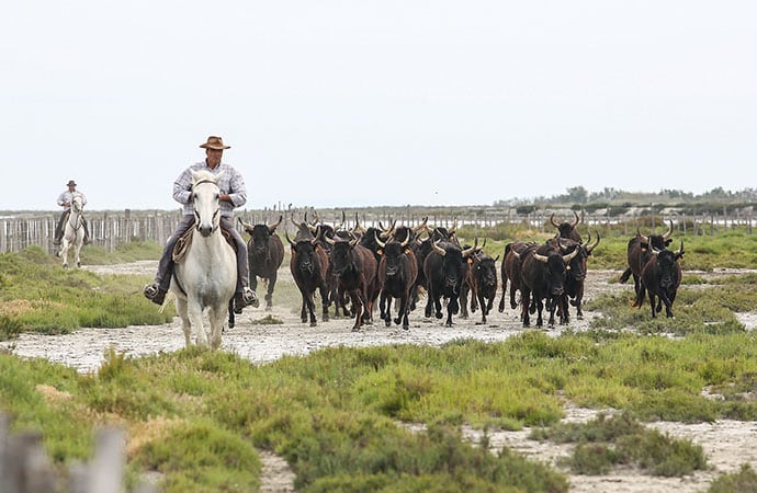 Image camargue Sur les traces de Van-Gogh Classe de découverte Côté Découvertes