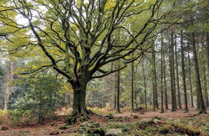 Fôret de brocéliande arbre féérique