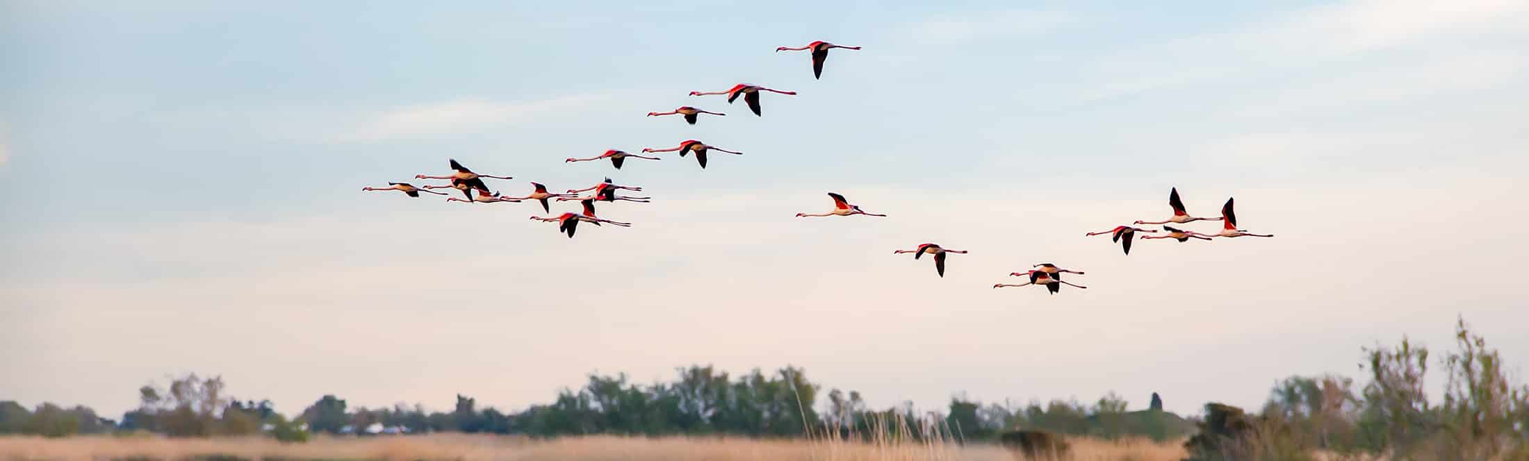 Image hero-camargue-etgarrigue Classe de découverte Côté Découvertes