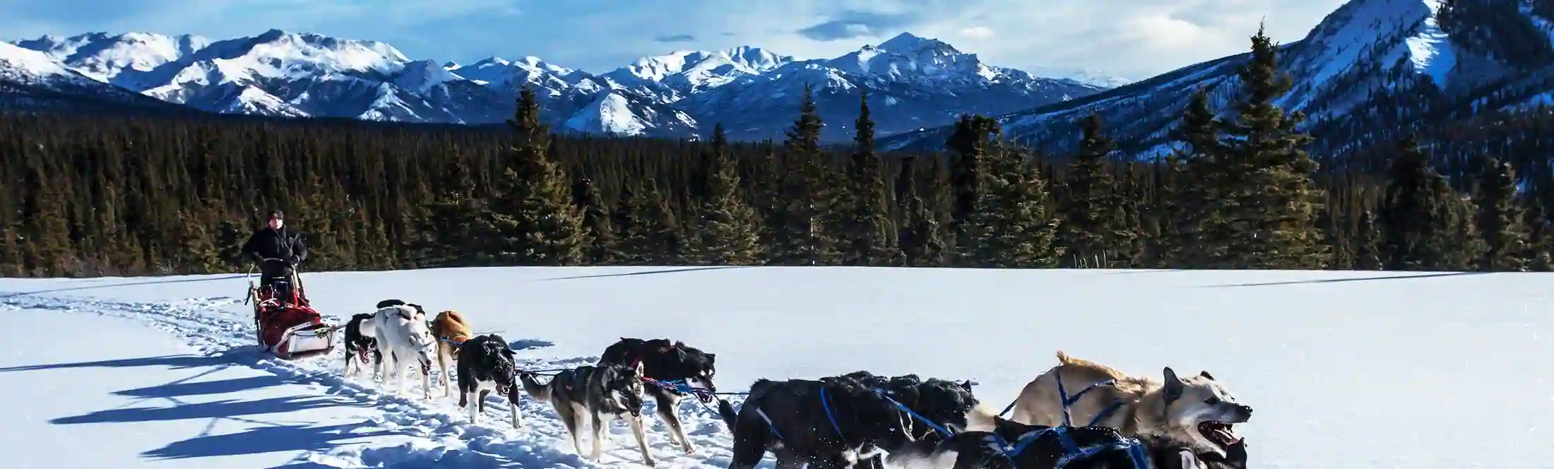 Sortie chien de traineau pendant la classe de neige janvier