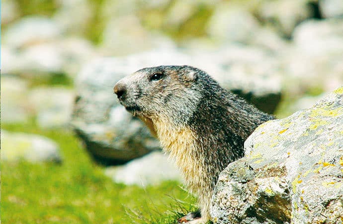 Image marmotte-montagne Classe de découverte Côté Découvertes