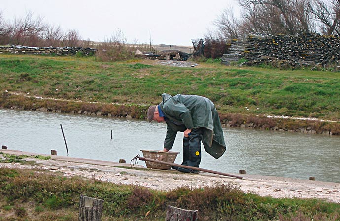 ostréiculteur élevage huîtres Morbihan bretagne