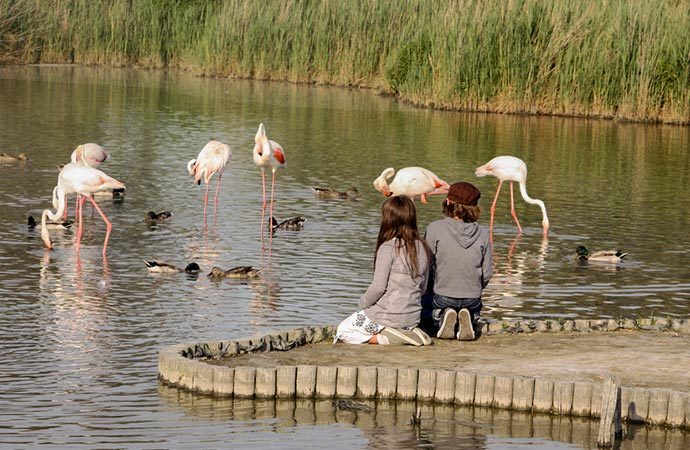 enfants découverte parc-ornithologique classe decouverte camargue