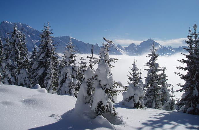 Paysage montagne et sapins sous la neige