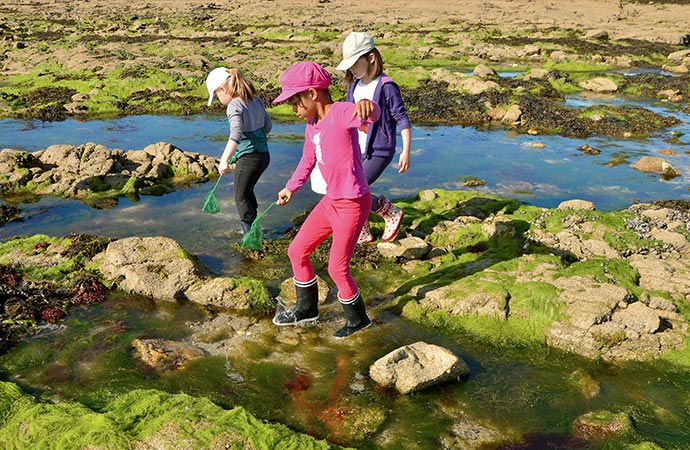 Image pêche-à-pied Classe de découverte Côté Découvertes