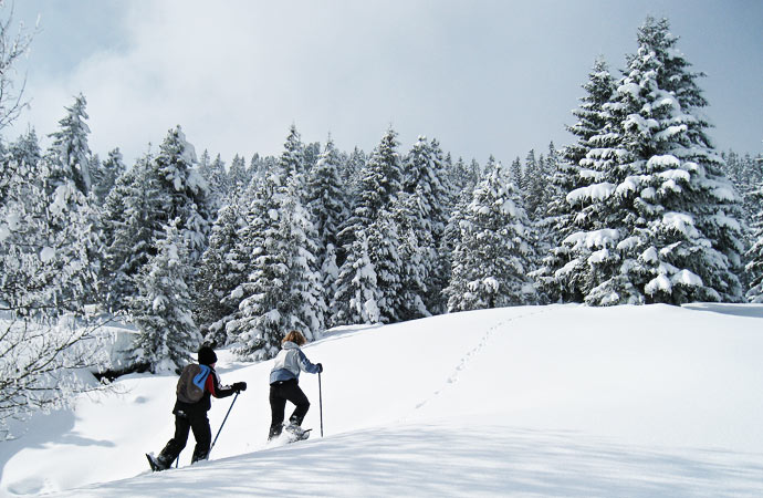 Sortie raquettes neige sapins