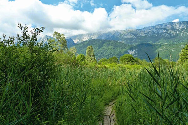 Chemin dans la réserve naturelle du bout du lac d'Annecy