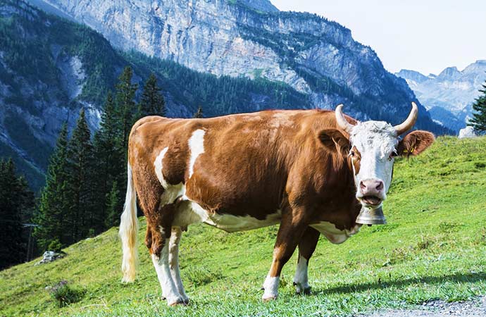 Vache en montagne printemps été
