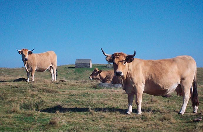 Image vaches-aveyron Classe de découverte Côté Découvertes