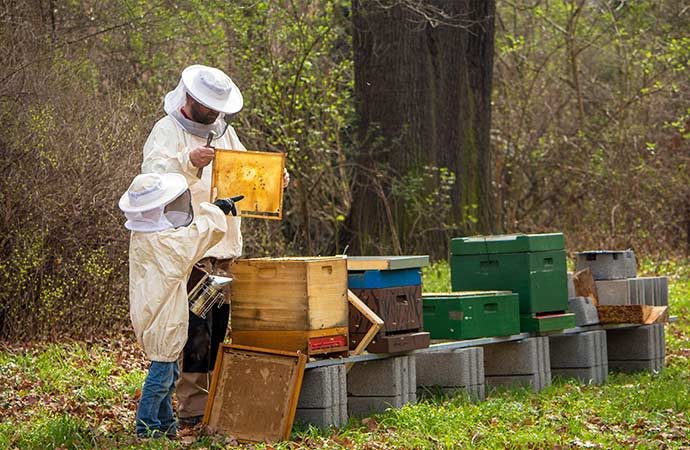 Image apiculteur-abeilles Classes de découverte Côté Découvertes