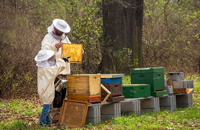 apiculteur récoltant miel des abeilles nature et développement durable