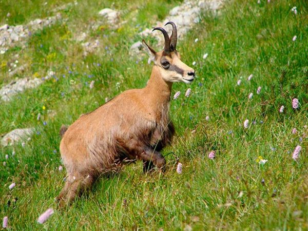 Chamois dans les Vosges