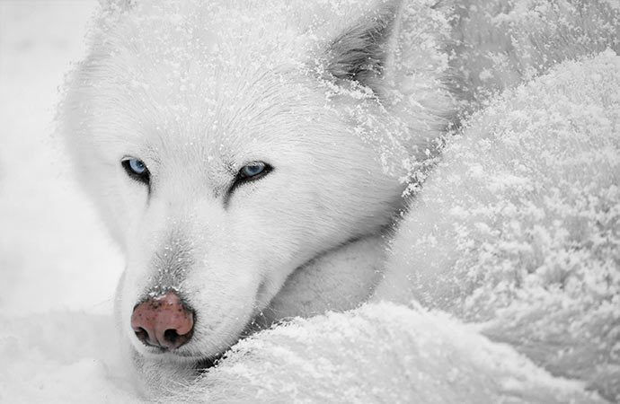 chien-de-traineau-blanc grande-odyssee neige