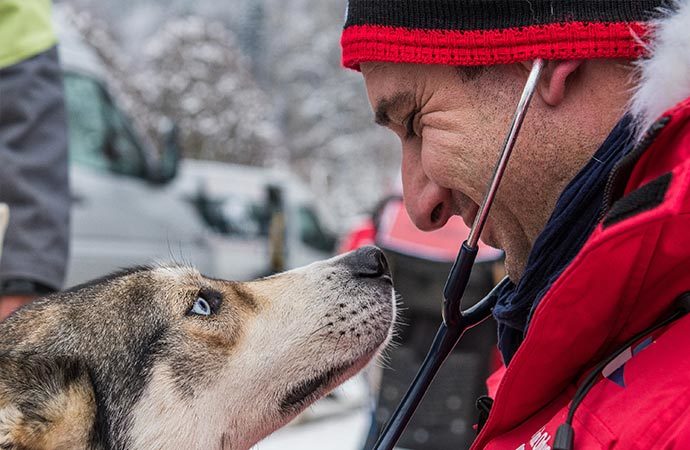 chien-de-traineau musher grande-odyssee