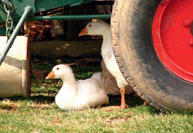 Image oie ferme Classe de découverte Côté Découvertes