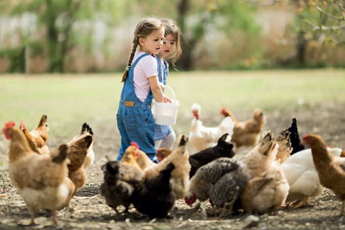 Fillettes qui nourrissent des poules en extérieur dans un champ en nature