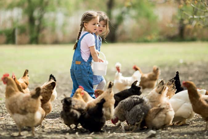 Image ferme pédagogique Classe de découverte Côté Découvertes