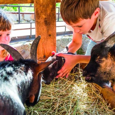 Enfants qui caressent des chèvres dans une ferme pédagogique