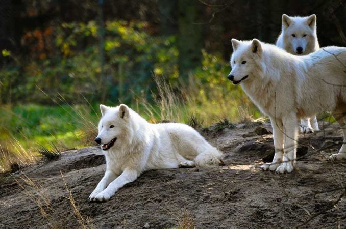 Loups dans l'Aveyron