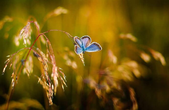 Papillon herbe lumière du soleil