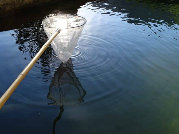 Image pêche a l'épuisette Classe de découverte Côté Découvertes