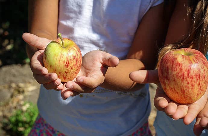 Image pomme-du-potager Classes de découverte Côté Découvertes