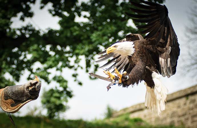 Image rapace Classe de découverte Côté Découvertes