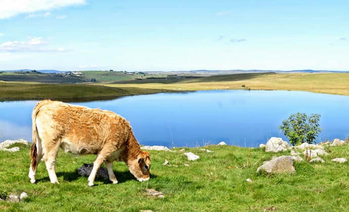 Image vache aubrac Classe de découverte Côté Découvertes