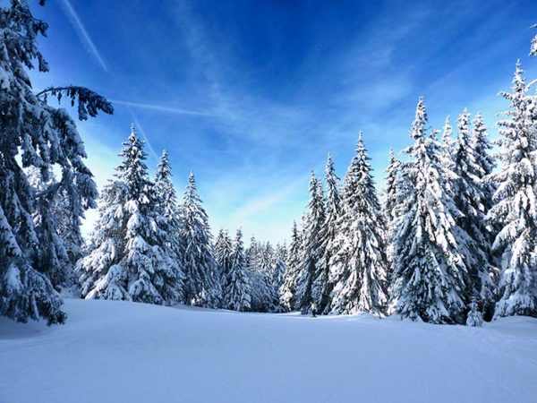 Sapins enneigés dans les Vosges