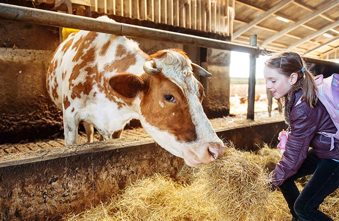 enfant classe découvertes ferme vache foin