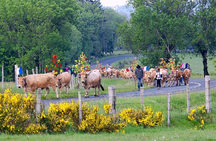départ troupeau vaches transhumance descente alpage route