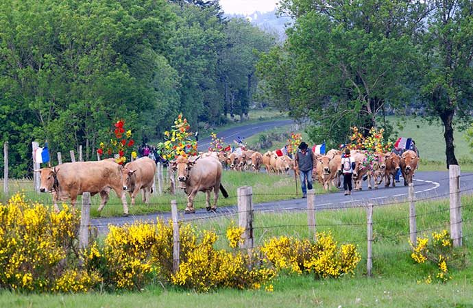 Image depart-troupeau-vache Classes de découverte Côté Découvertes