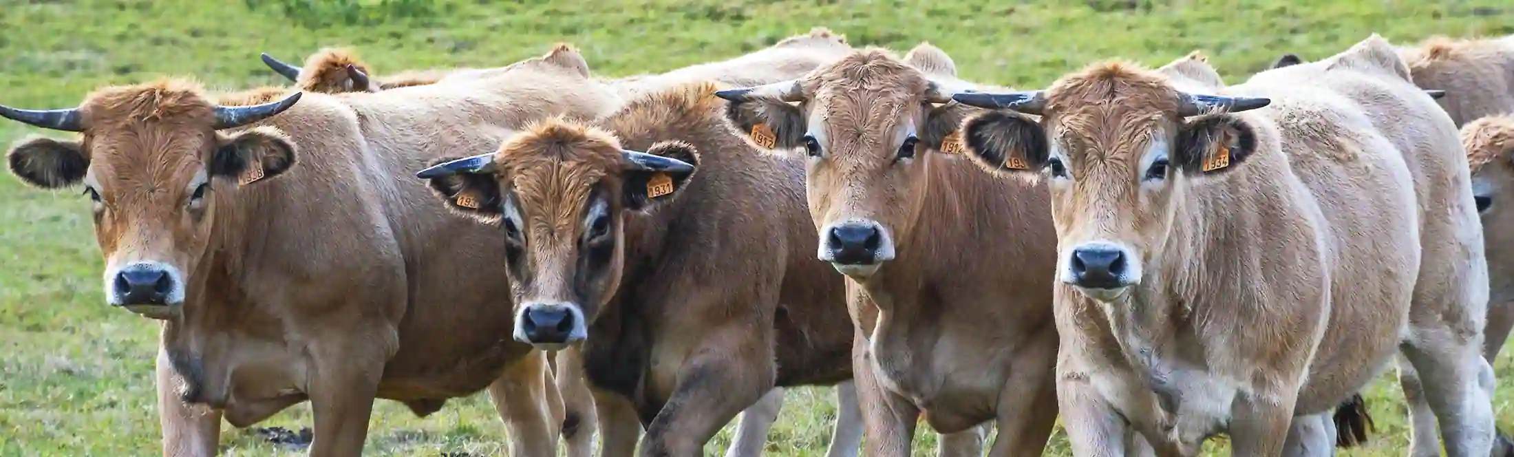Troupeau de vache vue pendant la classe de découverte du milieu montagnard