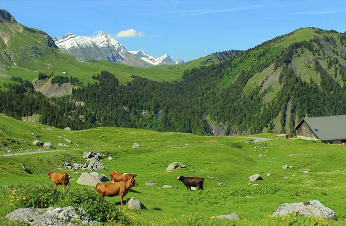 paysage vache nature montagnes alpage pré transhumance