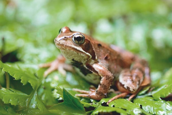 image au fil de l'eau crapaud-classes-sans-cartable-cote-decouvertes