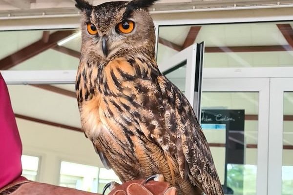 initiation fauconnerie hibou et chouettes