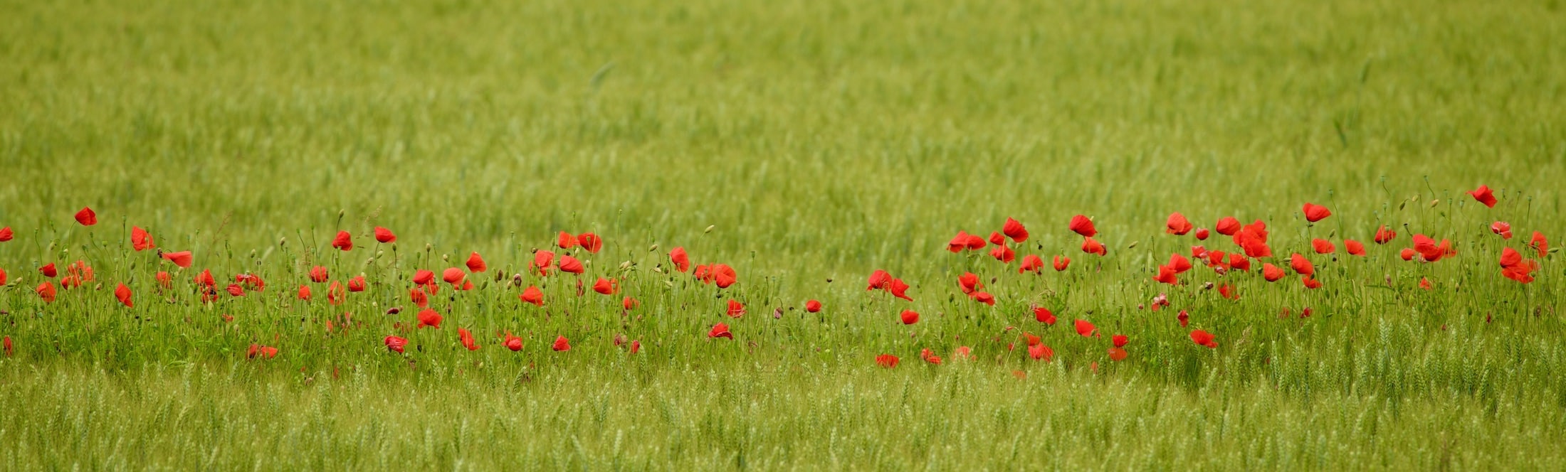 image nature biodiversité-header-classes-sans-cartable-cote-decouvertes