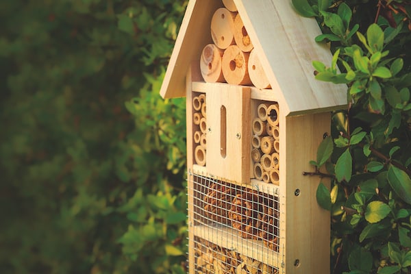 ruche nature biodiversité insectes abeilles