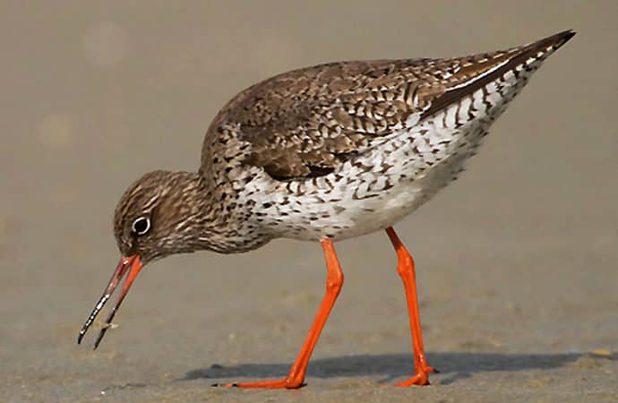 Observation oiseau chevalier gambette